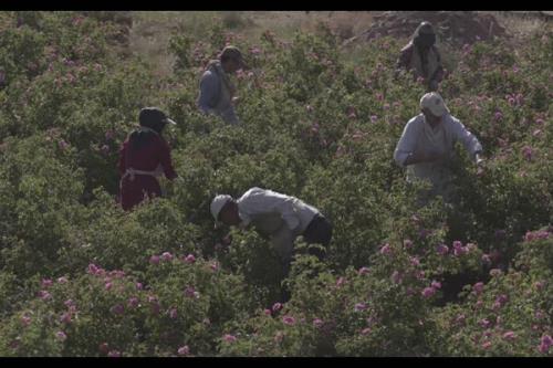 مستند ایران زاد به کاشان و اصفهان رسید