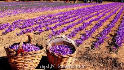 رونمایی از نسخه ترمیم شده مستند زعفران