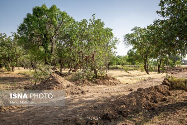 تغییرکاربری بدون مجوز بلای جان باغستان سنتی قزوین