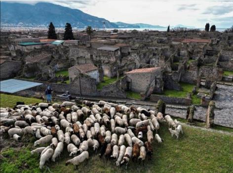 کمک گوسفندان به میراث فرهنگی