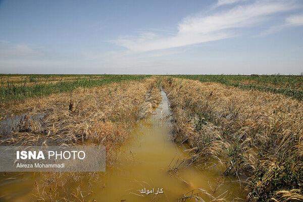 دولت به کشاورزان خسارت دیده خوزستان کمک کند