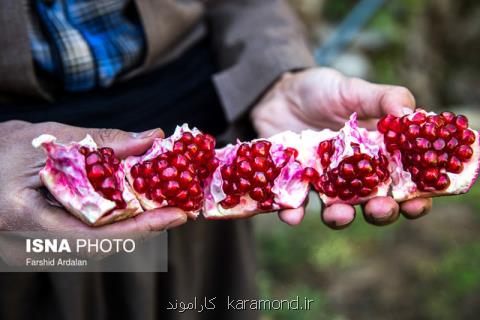 جشنواره انار فرصتی برای معرفی پتانسیل های گردشگری منطقه اورامان