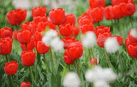 شهادت یك جانباز ۷۰ درصد