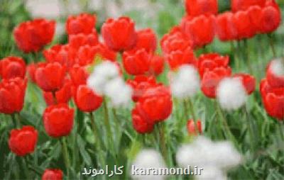شهادت یك جانباز ۷۰ درصد