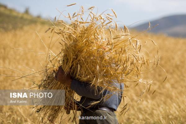 وقتی خوشه های گندم برای شكرگزاری دست به آسمان بلند می كنند